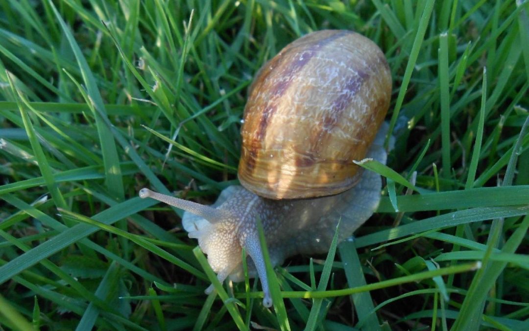 ESCARGOTS