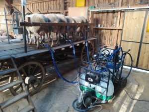 lait de brebis